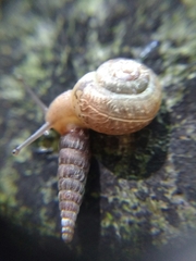 Fruticicola fruticum