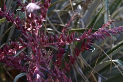 Puya spathacea