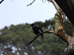 Prosthemadera novaeseelandiae