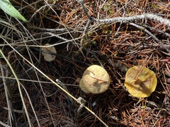 Suillus umbonatus