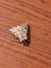 Agrotis malefida
