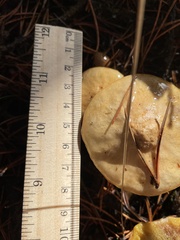 Suillus umbonatus