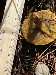 Suillus umbonatus