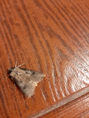 Agrotis malefida