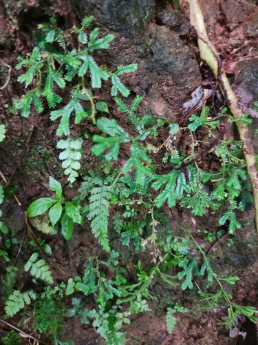 Selaginella doederleinii (Selaginella doederleinii)