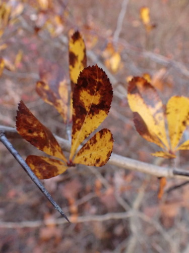 Crataegus crus-galli