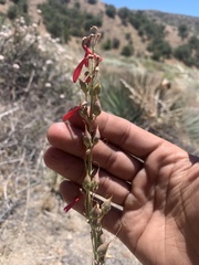 Penstemon centranthifolius