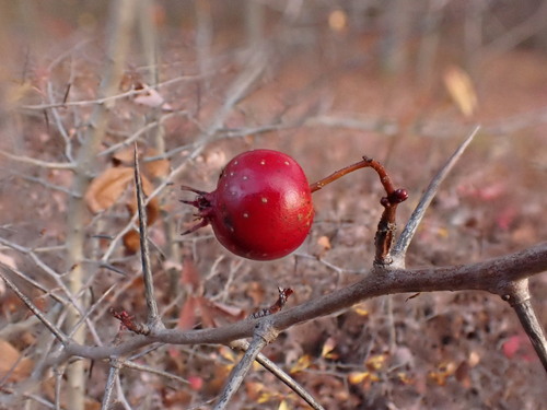 cockspur hawthorn (Crataegus crus-galli)