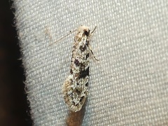 Nemapogon auropulvella