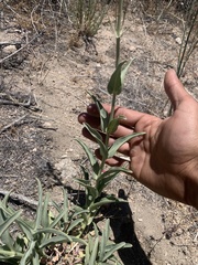 Penstemon centranthifolius