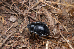 Gyriosomus