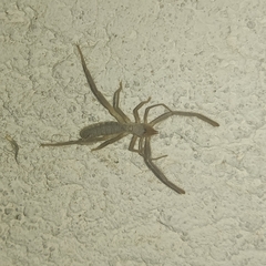 Ammotrechidae