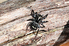 Saitis virgatus