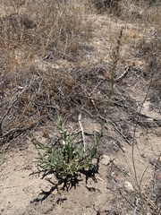 Penstemon centranthifolius