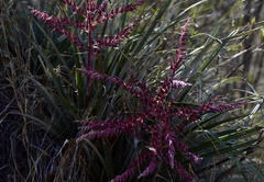 Puya spathacea