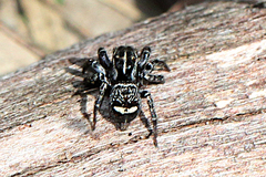 Saitis virgatus