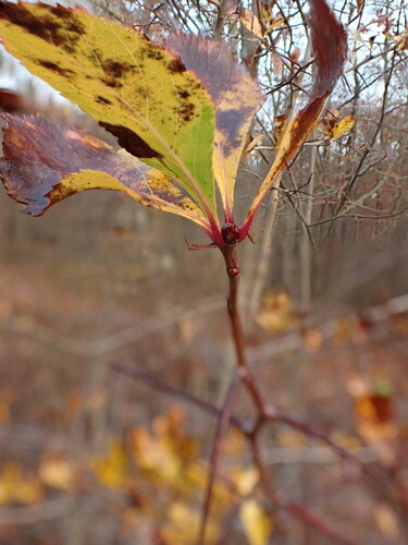 Crataegus crus-galli