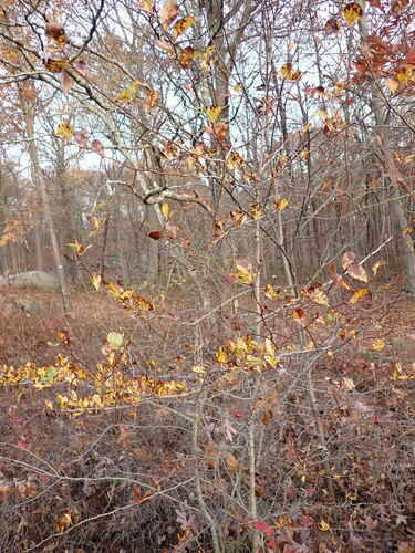 Crataegus crus-galli