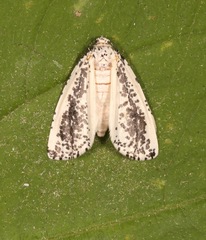 Eucaterva variaria