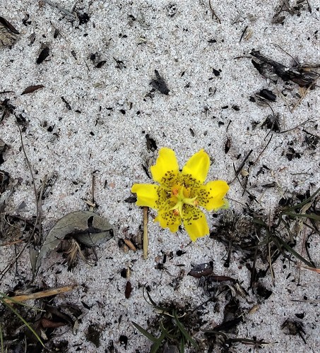 Kubango Spiderlily (Ferraria spithamaea)