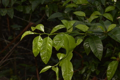 Citrus