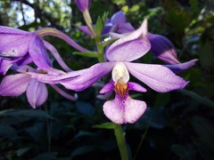 Calanthe masuca