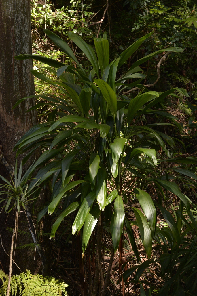 Broad leaved Palm Lily from Coffs Harbour Pt B, New South Wales, Australia on October 30, 2022