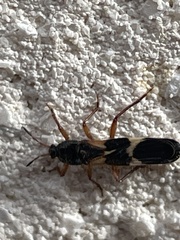 Pirkimerus japonicus