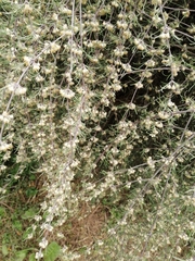 Olearia lineata