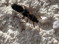 Pirkimerus japonicus