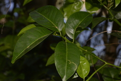 Citrus