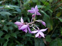 Calanthe masuca