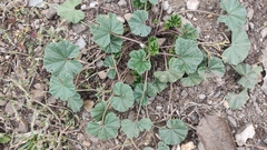 Malva pusilla