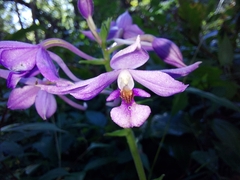 Calanthe masuca