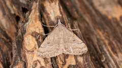 Dichromodes usurpatrix