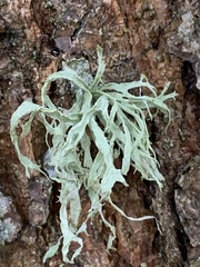 Ramalina subleptocarpha