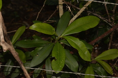 Planchonella australis