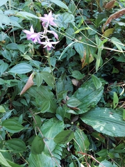 Calanthe masuca