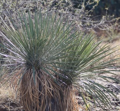 Yucca elata