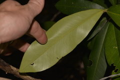 Planchonella australis
