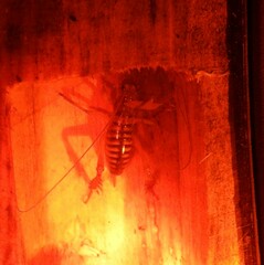 Hemideina crassidens