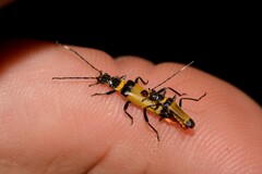 Chauliognathus imperialis