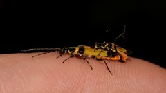 Chauliognathus imperialis