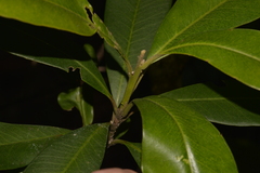 Planchonella australis