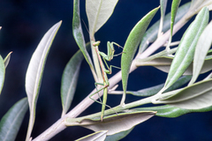 Coptopteryx gayi