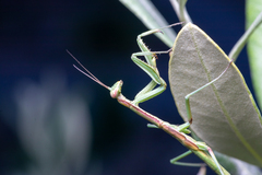 Coptopteryx gayi