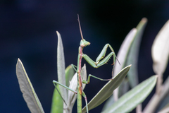 Coptopteryx gayi