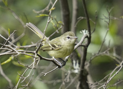 Phyllomyias virescens