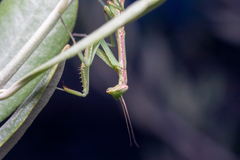 Coptopteryx gayi