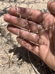 Eriogonum baileyi baileyi